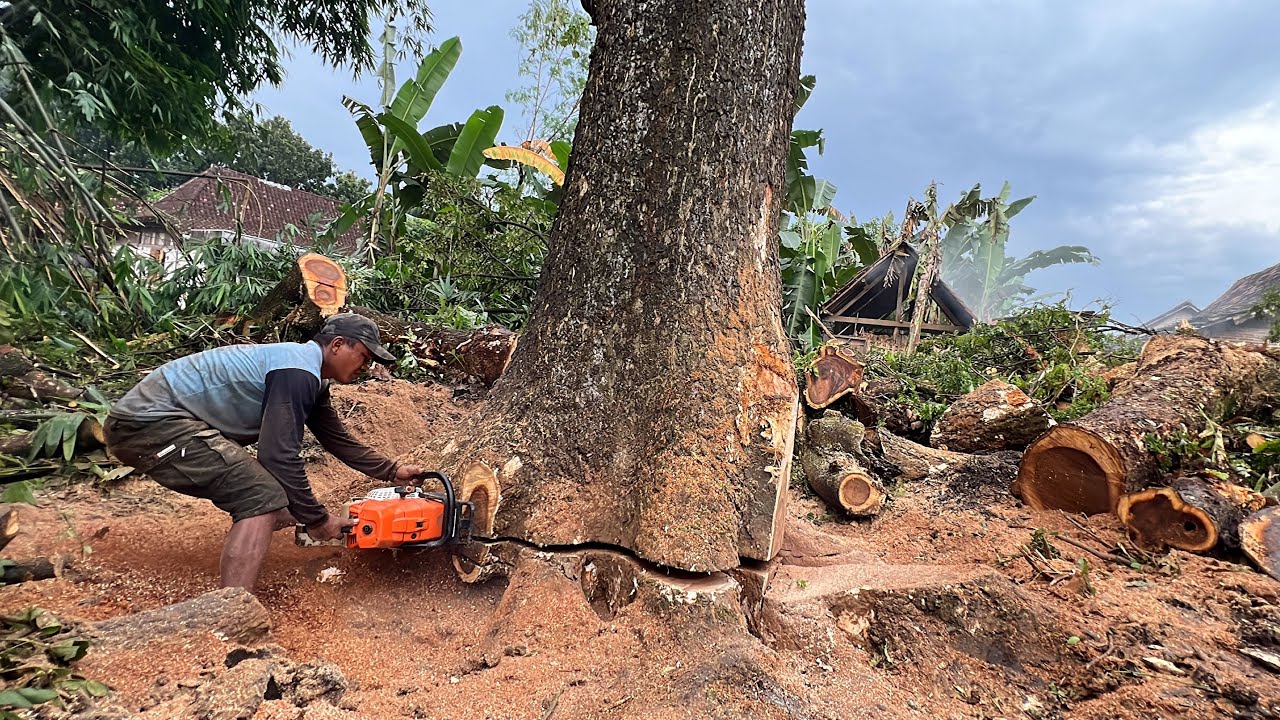 Cut down 2 trembesi trees that are prone to falling behind the house.