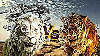 Kiros Vs. Shere Khan (2016)