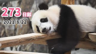 【パンダの赤ちゃん（楓浜）】落ちるよ…！（273日齢）