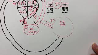 [중2][5단원] 심장의 구조. 심방과 심실. 동맥과 정맥. 순환계