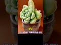 고니다육 예쁜 다육이모음 33 succulentcollection succulentgarden succulent