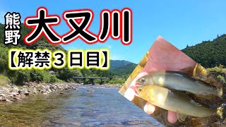 熊野市 大又川　解禁３日目 アユの友釣り釣行の釣果報告です【2022年】