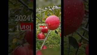 #2024년의 12월 #문경사과 #감홍사과 #문경새재