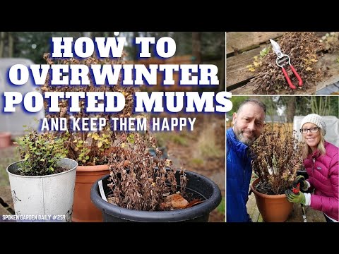 Can you leave chrysanthemums in the ground over winter?