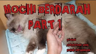 Proses kucing melahirkan dengan penuh perjuangan....😭