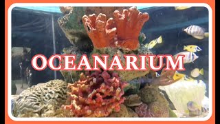 MANILA OCEAN PARK #oceanarium#park