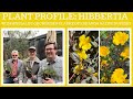 Plant Profile: Hibbertia - with specialist grower Ben Clarke of Kuranga Native Nursery