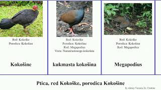 Ptica, red Kokoške, porodica Kokošine kokošina bird sivoprsa Smile megapode bjelogrla pjegava Staf