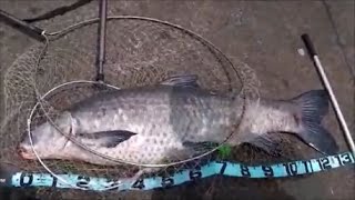 【魚釣り】利根川水系の巨大魚！アオウオ１３４ｃｍ