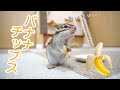 【シマリス】バナナチップスの美味しさに目覚めてしまったリスがこちら...