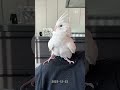 ななちゃん とーちゃんの肩の上大好き☺️ オカメインコ cockatiel