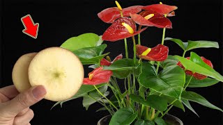 Just 1 Thin Slice! Anthurium Blooms All Year Long Without Fading!