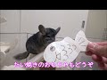 飼い主の不注意で悲しいことになりました【チンチラ】