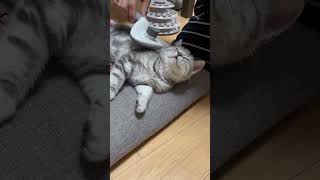 背中痒いんだわ。 #ねこのいる生活 #ねこのいる暮らし #ねこ動画