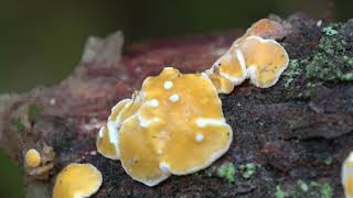 Ditiola peziziformis, Exidia peziziformis, Gelbweisser Gallertbecher,  jelly fungus  4k