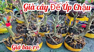 A Tú 📲 0917771666 phôi mai vàng giảo Thủ Đức giá rẻ 5/4 Chợ Gạo (Mai vàng Quê dừa)