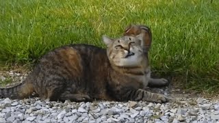 Chipmunk Stands Up Against Cat | Alvin Gets Away