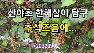 #추석즈음의 산야초 한해살이 탐구(20220902)