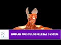 Human Musculoskeletal Formation