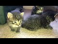 Lucky Dog Animal Rescue's Dolce and Kittens