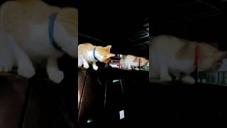 എന്താണിവിടെ #shortsfeed #youtubeshorts #cat #catvideos #funny #comedy #trending #pets #petlovers