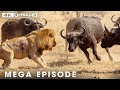 World's Deadliest MEGA EPISODE | BRUTAL CONFLICT | Nature Animal Documentary