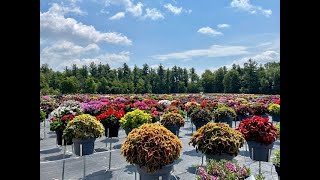 Ball FloraPlant Coleus is the easy care plant for home gardeners!