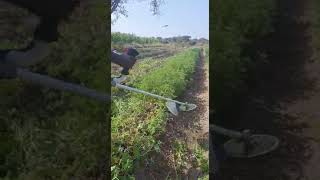 Geranium cutting by using brush cutter with attachment of diamond cutter 🔪