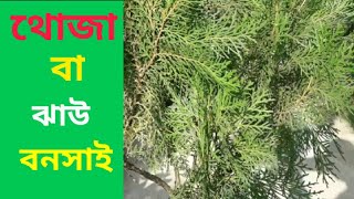 ‌থোজা বা ঝাউ বনসাই গা‌ছের প‌রিচর্যা~Care of thoja or zhao bonsai trees.