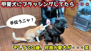 甲斐犬にブラッシングしてたら仲良しの猫が・・・笑