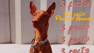 Fun Facts About The Pharaoh Hound | How smart is a Pharaoh Hound? How fast is a Pharaoh Hound?