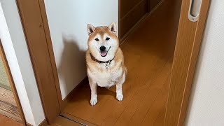 柴犬福 母が出掛け寂しがってる時に姉にお菓子貰った時の柴犬🤣Sister and Shiba🤣