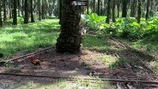 Pikat ayam Hutan Si Yaylow Tapau Laman  Pokok tua. Ayam Ori Baran Kuat. Yaylow Pujuk Sampai BOLL!