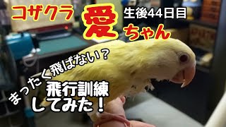 コザクラインコの愛ちゃん🐥生後44日目になるのに…まったく飛ばないので、飛行訓練してみました😊