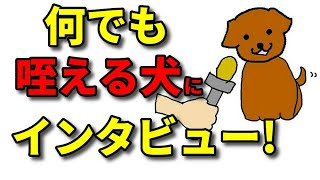 【犬 気持ち 咥える】なんでも咥える犬にインタビュー 【犬のしつけ＠横浜】by遠藤エマ先生