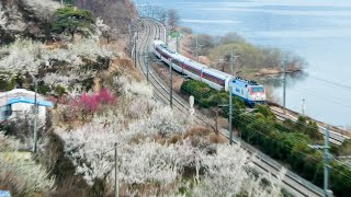 매화핀 원동 순매원을 지나던 기차들. 양산 원동 매화축제는 취소되었지만, 매화는 변함없이 피고 기차는 어김없이 지납니다. 2022.03.10