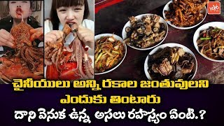 Shocking Facts About Chinese Food Habits | China Nasty Foods In Telugu | Chinese Street Food |YOYOTV