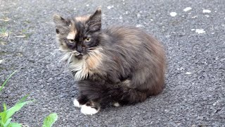 Two kittens scared of me in the street