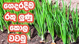 ගෙදරදිම රතු ලූණු කොල වවමු | How to Grow onions At  Home |#homegarden | gewathu vagava | #agriculture