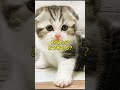 人気と倫理の猫「スコティッシュフォールド」🐈