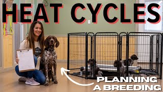 Dog Heat Cycles And Dog Breeding - Best Practices