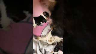 キャバリア　生後３日　授乳　子犬　赤ちゃん　Cavalier King Charles Spaniel blenheimcavalier  キャバリア　カル＆ミル