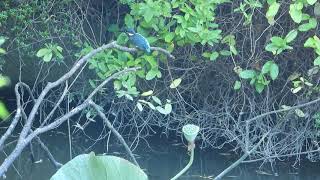 菖蒲園　カワセミ幼鳥　ハスカワ