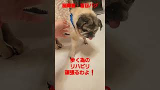 歩行リハビリを頑張る💕 #認知症犬 #パグ #shorts#rehabilitation