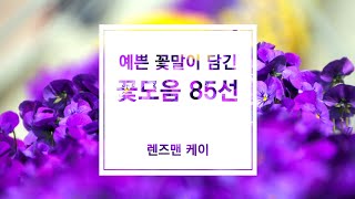 마음이 밝아지는 예쁜 꽃과 꽃말 모음(85선) ㅣ 무료이미지 다운로드