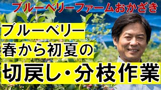 ブルーベリー　春から初夏の切り戻し・分枝作業