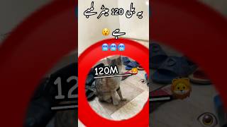 120M লম্বা বিড়াল #catcute