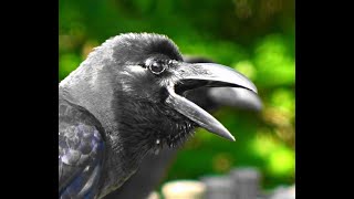 幼鳥ハシブトガラス【嘴太鴉】の鳴き声　 jungle crow