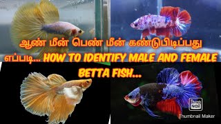 How to identify the gender of a Betta fish... ஆண் மீன், பெண் மீன் கண்டுபிடிப்பது எப்படி?..