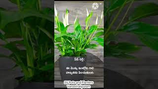 Oxygen plants #plants #oxygenplants #nightplants, SVPotsandPlanters, 8978434111